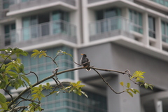 Acridotheres javanicus