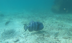 Pseudobalistes naufragium