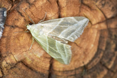 Plagiomimicus tepperi