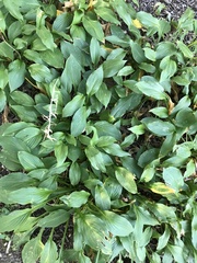 Hosta