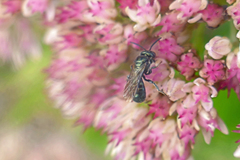 Ceratina