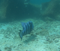 Pseudobalistes naufragium