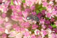 Ceratina