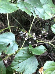 Ampelopsis