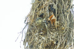 Pachyramphus aglaiae