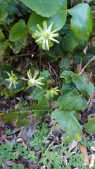 Knowltonia vesicatoria