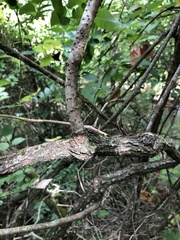 Ampelopsis