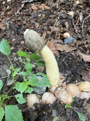 Phallus ravenelii