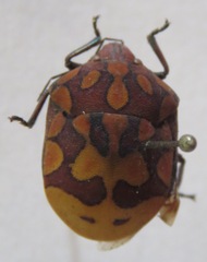 Pachycoris