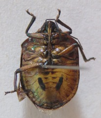 Pachycoris