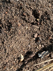 Forelius pruinosus