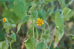 Tithonia thurberi
