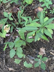 Persicaria longiseta