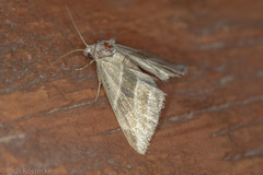 Plagiomimicus tepperi