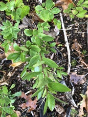 Vaccinium pallidum