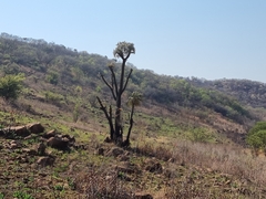 Cussonia