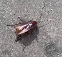 Periplaneta americana