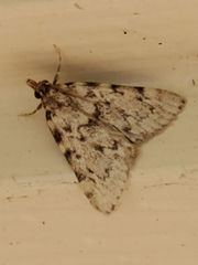 Aglossa