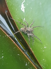 Lycosidae