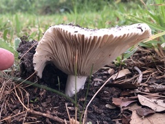 Russula amoenolens