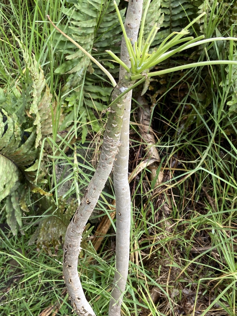 Broomstick Tree from Boulevard Cataratas, Coyoacán, CDMX, MX on