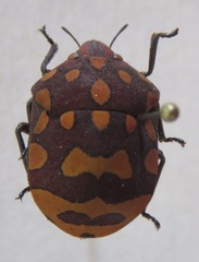 Pachycoris