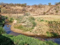 Cortaderia selloana