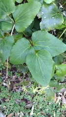 Knowltonia vesicatoria