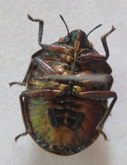 Pachycoris