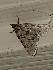 Aglossa