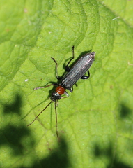 Oedemera croceicollis