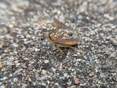 Harpactorinae