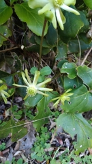 Knowltonia vesicatoria