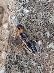 Kalotermes flavicollis