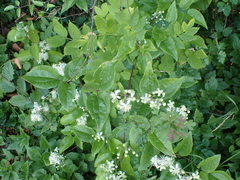 Clematis vitalba