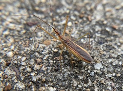 Harpactorinae
