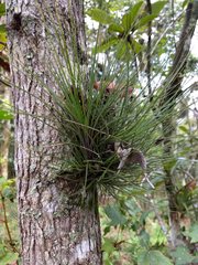 Tillandsia juncea