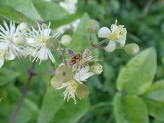 Clematis vitalba