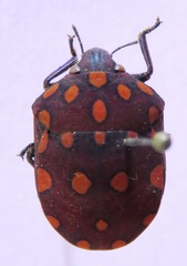Pachycoris