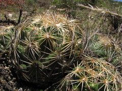 Coryphantha radians