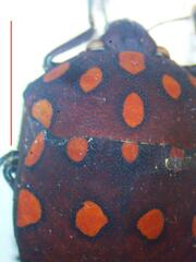 Pachycoris