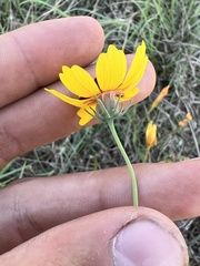 Thelesperma filifolium