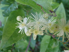 Clematis vitalba
