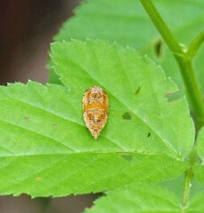 Olethreutes olivaceana