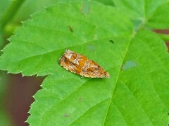 Olethreutes olivaceana