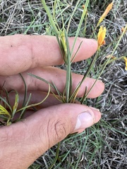 Thelesperma filifolium