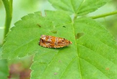 Olethreutes olivaceana