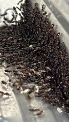 Myrmentoma