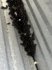 Myrmentoma