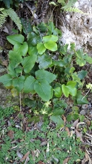 Knowltonia vesicatoria